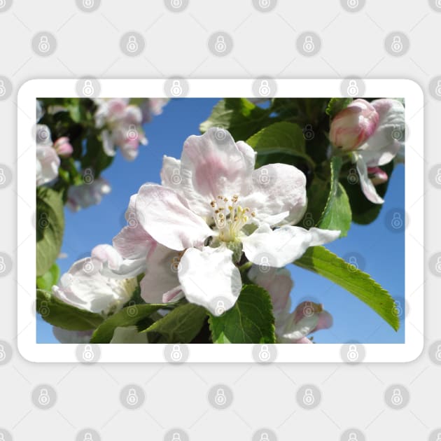 Apple Blossom Sticker by AH64D